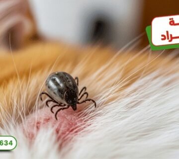 WhatsApp Image 2025 10 11 at 19.06.53 (2)