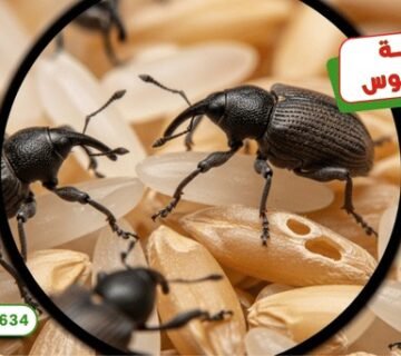 WhatsApp Image 2025 10 11 at 19.06.53 (3)