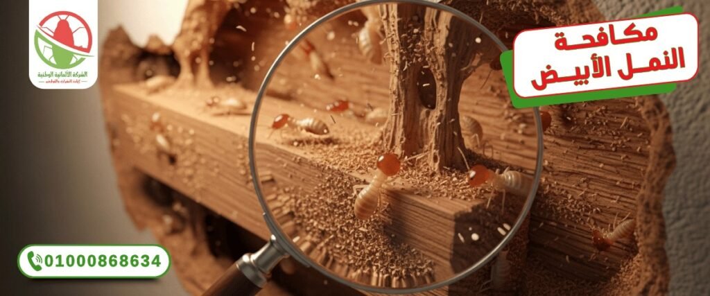 WhatsApp Image 2025 10 11 at 19.34.46 (1)