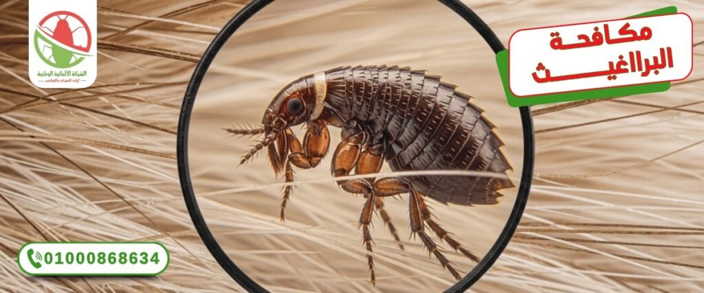 WhatsApp Image 2025 10 11 at 19.34.46