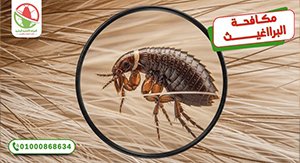 مكافحة البراغيث كوفر