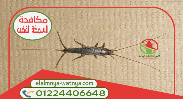 السمكة الفضية3