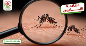 أسباب البعوض في المنزل - الالمانية الوطنية لمكافحة الحشرات