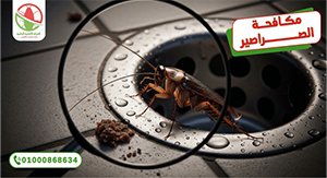 عادات يومية طبيعية لطرد الصراصير   الالمانية الوطنية لمكافحة الحشرات