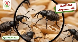 منع ظهور سوس الخشب   الالمانية الوطنية لمكافحة الحشرات