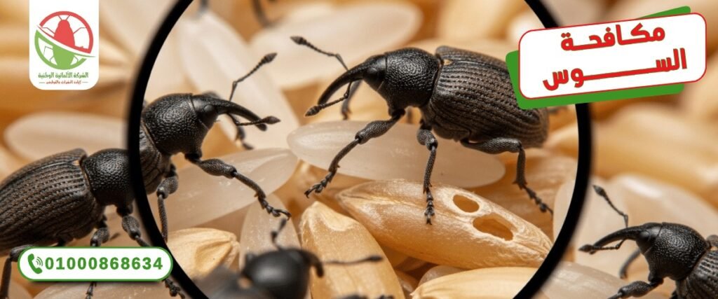 WhatsApp Image 2025 12 20 at 11 34 52 (1)