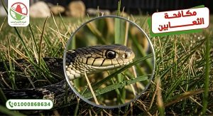 تقنيات طرد الثعابين والزواحف النهائي   الالمانية الوطنية لمكافحة الحشرات